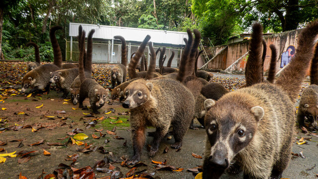 White-nosed Coati (Nasua narica), Panama 2022