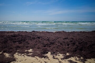 Seaweed-Covered Beach with Ocean Waves under Blue Sky. Ideal for illustrating environmental issues,...