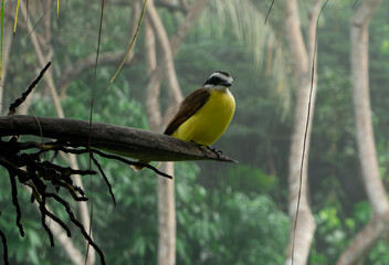 Sulphury Flycatcher (Myiodynastes luteiventris), Panama 2022