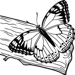 Detailed black and white line drawing of a butterfly perched on a log, viewed from the top in stylized vector form
Butterfly on wood line art illustration,
Black and white butterfly sketch vector