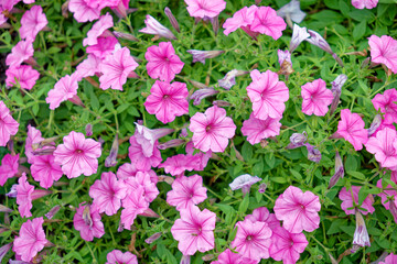 Pink petunia flowers closeup