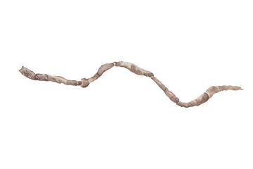 Tropical jungle vine watercolor illustration isolated on white. Hand painted winding liana neutral brown tones. Branch of tropical tree for botanical designs, boho decor. Curved liana branch drawing.