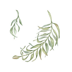 Neutral tropical watercolor foliage isolated on white. Areca Palm leaf soft green illustration hand painted. Greenery of tropic botanical drawing for packaging design and wedding invitations.