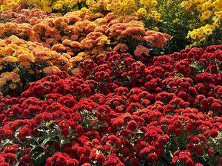 Chrysanthemum garden mums red and yellow flowers.