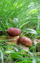 Boletus edulis mushrooms ( penny bun, cep, porcino, porcini, white mushroom ) growing in green forest grass