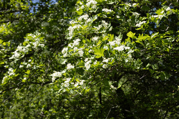 Branches of a tree with lush green leaves and clusters of small white flowers in bright sunlight.