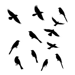 Obraz premium Black bird silhouette graphic featuring small birds in various flying and perching poses. Black bird silhouette group for design projects involving nature or freedom.