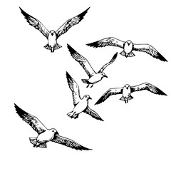 Hand drawn seabirds in flight, illustrated seabirds soaring. Graphic group of seabirds on the move, isolated flying birds drawn with detailed feathers. Seabirds ideal for nautical themes.