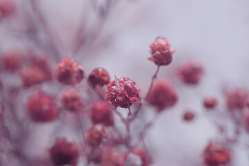 Smoke selective soft focus pink Gypsophila Flower twig. Natural blur light and shadow beige, brown...