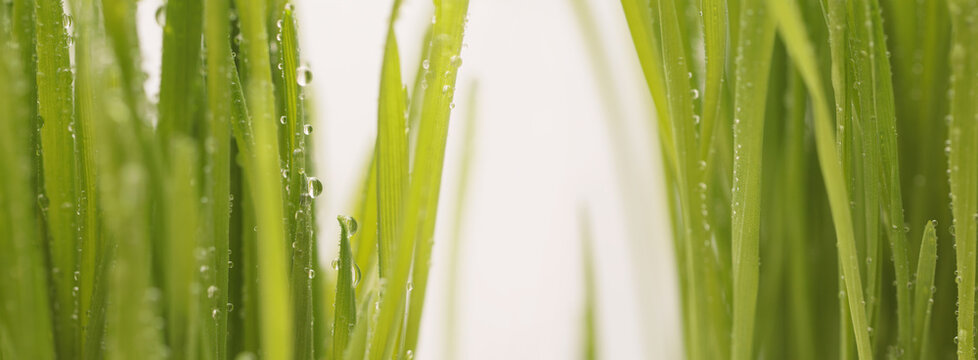Selective soft focus leaf grass with water drops. Nature macro blur green natural light horizontal background.