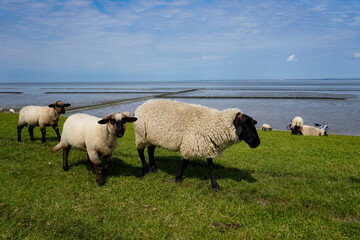 Sheep peacefully on a grassy dike in Norddeich, northern Germany—classic North Sea coastal...