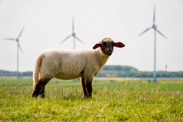 Naklejka premium Sheep peacefully on a grassy dike in Norddeich, northern Germany—classic North Sea coastal landscape with animals and open skies