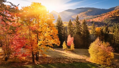 vibrant autumn foliage colorful leaves serene forest scenic nature landscape fall breeze tree sunlight meadow pine maple oak birch ash wilderness
