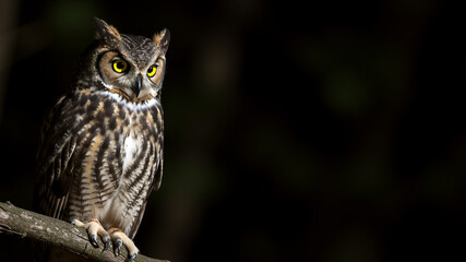 Obraz premium Great horned owl perched on a branch in the dark. A nocturnal bird of prey with bright yellow eyes. Banner with copy space for text.