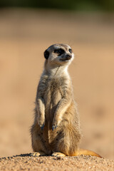 Meerkat standing guard on a mound of dirt. Vertical portrait of a suricate on sentry duty in the desert. Wildlife of Africa.