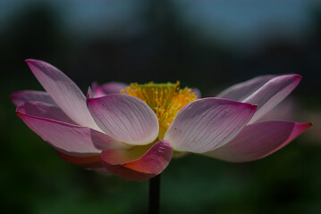 Fototapeta premium Pink Water Lily Fliwer. Close-up of a pink lotus flower in bloom with soft natural light and a dark blurred background, symbolizing purity and serenity.