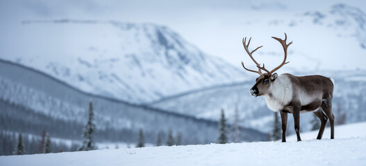 Caribou in a snowy mountain landscape. A reindeer in a winter wilderness scene with copy space.