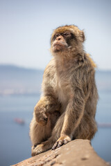 Shallow Depth of Field of Furry Barbary Macaque in Gibraltar. Vertical Portrait of Endangered...