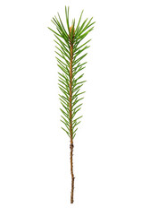 A single pine branch, isolated on transparent background