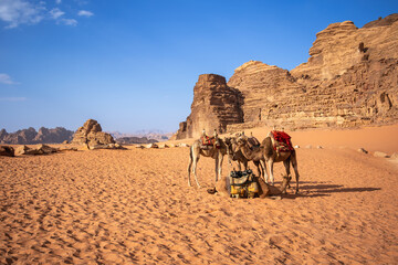 Arabian Camel on Sand in Wadi Rum in Jordan. One-Humped Animal in Outdoor Scenery in the Middle East.