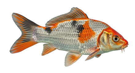 Isolated koi fish