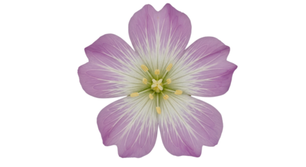 Isolated Pink Evening Primrose Flower