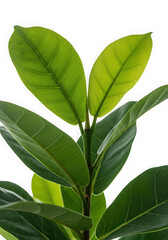 Closeup of vibrant green plant leaves isolated on transparent background