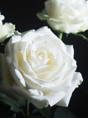 white rose close up