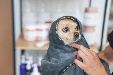 A wet Pomeranian is dried off in a grooming salon.
