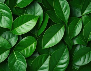 Fototapeta premium Lush green leaves densely packed