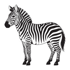 zebra vector illustration