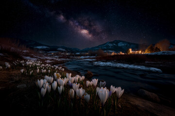Milky way shining over white crocuses blooming by a river at night
