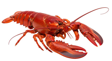 Isolated Cooked Lobster