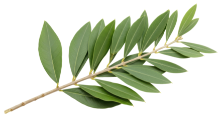 Isolated Olive Branch