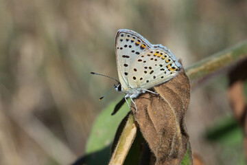 Lycaenidae / İsli Bakır / Sooty Copper / Lycaena tityrus