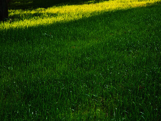 Top aligned ray of light on the evening green lawn