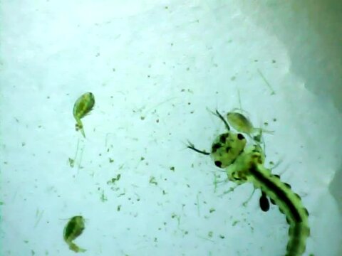 Mosquito larva and cyclops in water