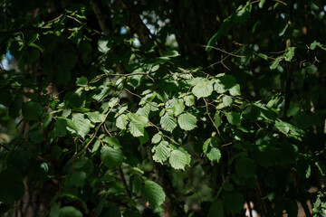 Closeup of green leaves in forest with natural sunlight and shadows highlighting foliage texture...