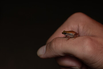 Cute and TIny Melodious Coquí Frog in the hand for size comparation.  Endemic tree frog to Puerto Rico.