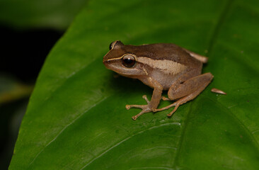 Coquí tree frog on a green  leaf
