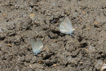 Lycaenidae / Anormal Çokgözlü / Anomalous Blue / Polyommatus admetus