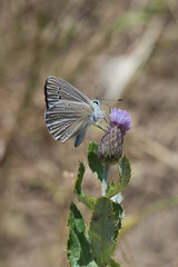 Lycaenidae / Anormal Çokgözlü / Anomalous Blue / Polyommatus admetus