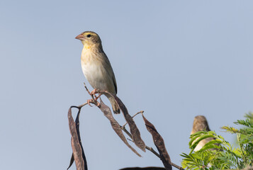 Female Northern Red Bishop perch in the morning shine 