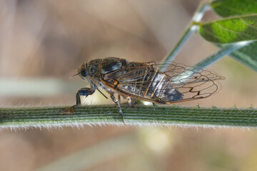 cicada