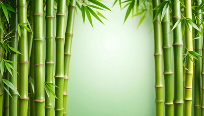 Fototapeta premium Sunlight filtering through a vibrant green bamboo forest