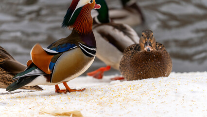 Group of ducks are standing on a snowy surface. One duck is standing on the snow with its head up, while the others are sitting or standing nearby