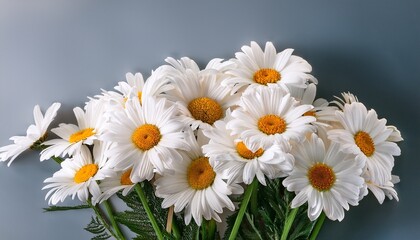 Obraz premium bunch of fresh white daisy flowers