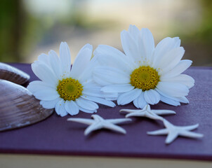 Two white daisies on the closed book with seashells and sea stars, summer holiday and summer love...