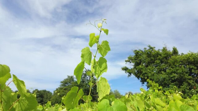 Rows of vibrant albari&ntilde;o grapevines thrive under the summer sun in a picturesque vineyard in el saln&eacute;s, cambados, spain, promising a bountiful harvest