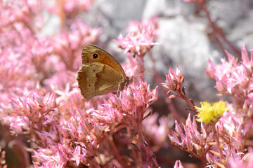Schmetterling 1407